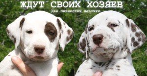 далматинки ждут своих хозяев