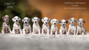Dalmatian puppies StormGuard kennel