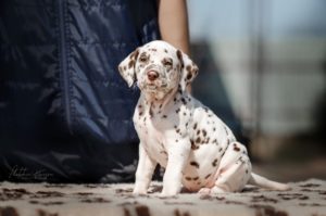 Dalmatian puppy - Serenade of Love Stormguard