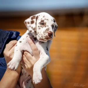Dalmatian puppy - Serenade of Love Stormguard