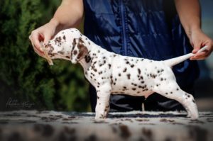 Dalmatian puppy - Sir Pjork Stormguard