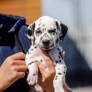 Dalmatian puppy - Sunny Bunny Stormguard 2