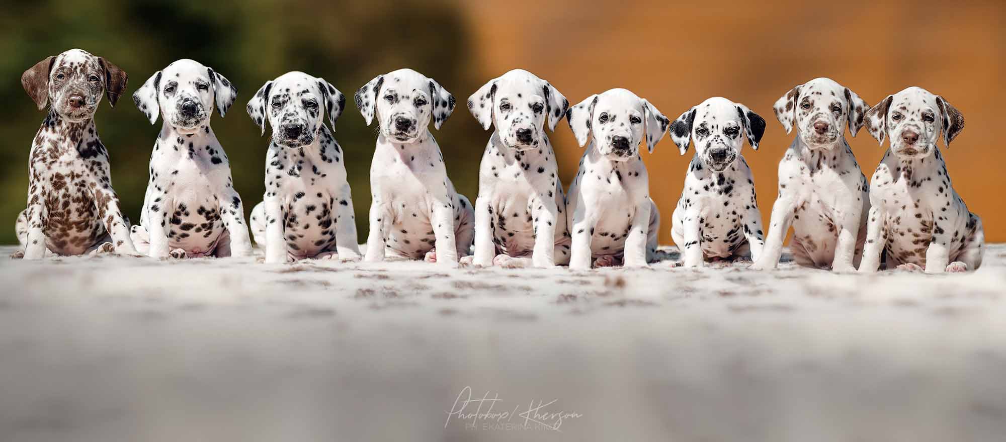 Dalmatian Puppies   Website \