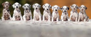 MANY Dalmatian puppies StormGuard kennel copy
