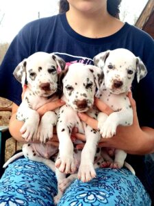Dalmatian Puppies StormGuard Kennel Ukraine
