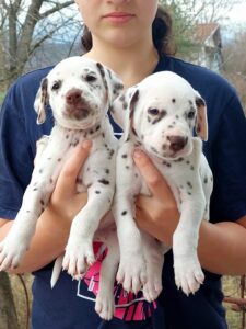 Dalmatian Puppies StormGuard Kennel Ukraine