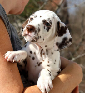Dalmatian puppy