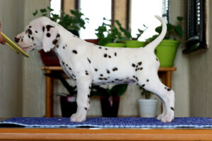 Dalmatian puppy