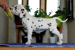 Dalmatian puppy