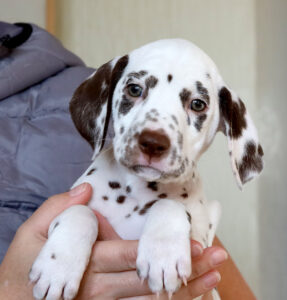 Dalmatian puppy