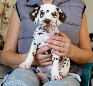 Dalmatian puppy