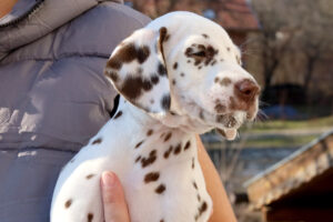 Dalmatian puppy
