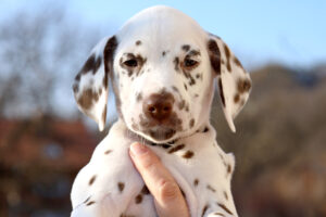 Dalmatian puppy