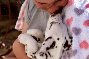 Dalmatian puppy