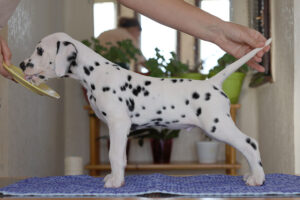 Dalmatian puppy