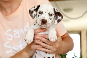 Dalmatian puppy
