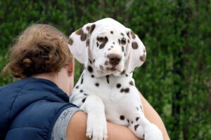 Dalmatian puppy Tony Stark StormGuard (WBR) male, BAER +/+