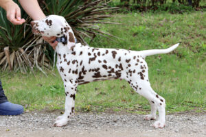 Dalmatian puppy Tango Argentino StormGuard (WBR) male, BAER +/+