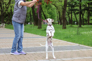 Dalmatian puppy Thor Odinson StormGuard - buying Dalmatian puppy from StormGuard kennel