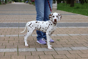 Dalmatian puppy Thor Odinson StormGuard - buying Dalmatian puppy from StormGuard kennel