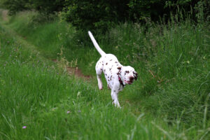 Dalmatian puppy Tobby Swift StormGuard - buying Dalmatian puppy from StormGuard kennel