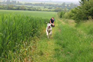 Dalmatian puppy Tobby Swift StormGuard - buying Dalmatian puppy from StormGuard kennel