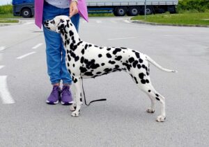 Dalmatian Toni Stark StormGuard