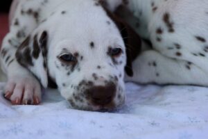 Dalmatian puppies available