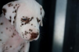 Dalmatian puppies available