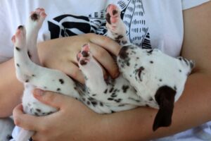 Dalmatian puppies available