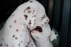 Dalmatian puppies available